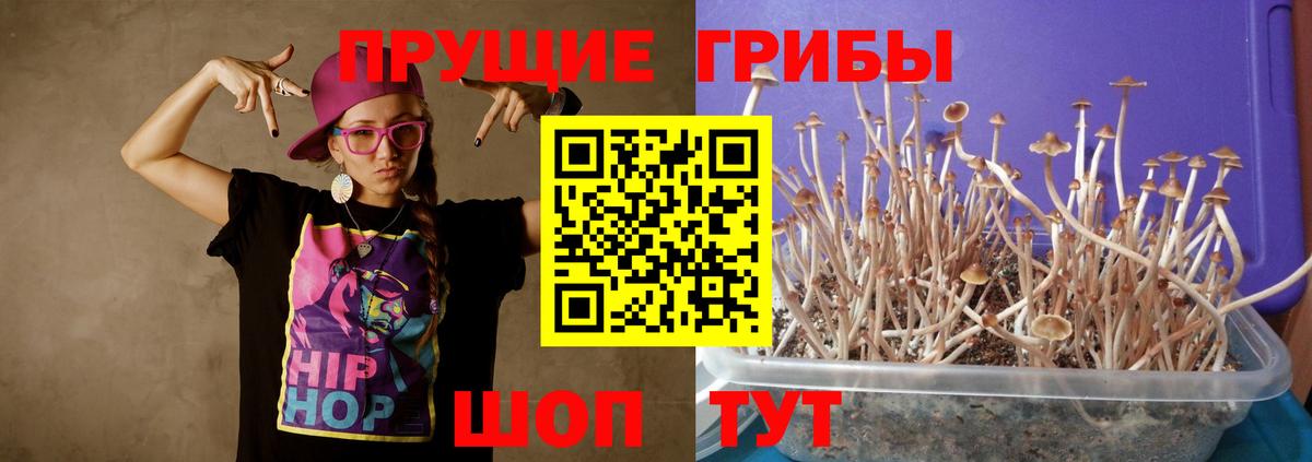 Псилоцибиновые грибы Cubensis  цены наркотик  Северск  Вход с VPN  Псилоцибиновые грибы ЛСД 